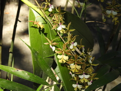 Epidendrum stamfordianum