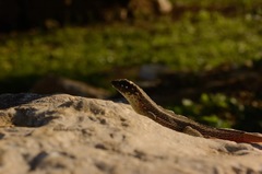 Leiocephalus personatus