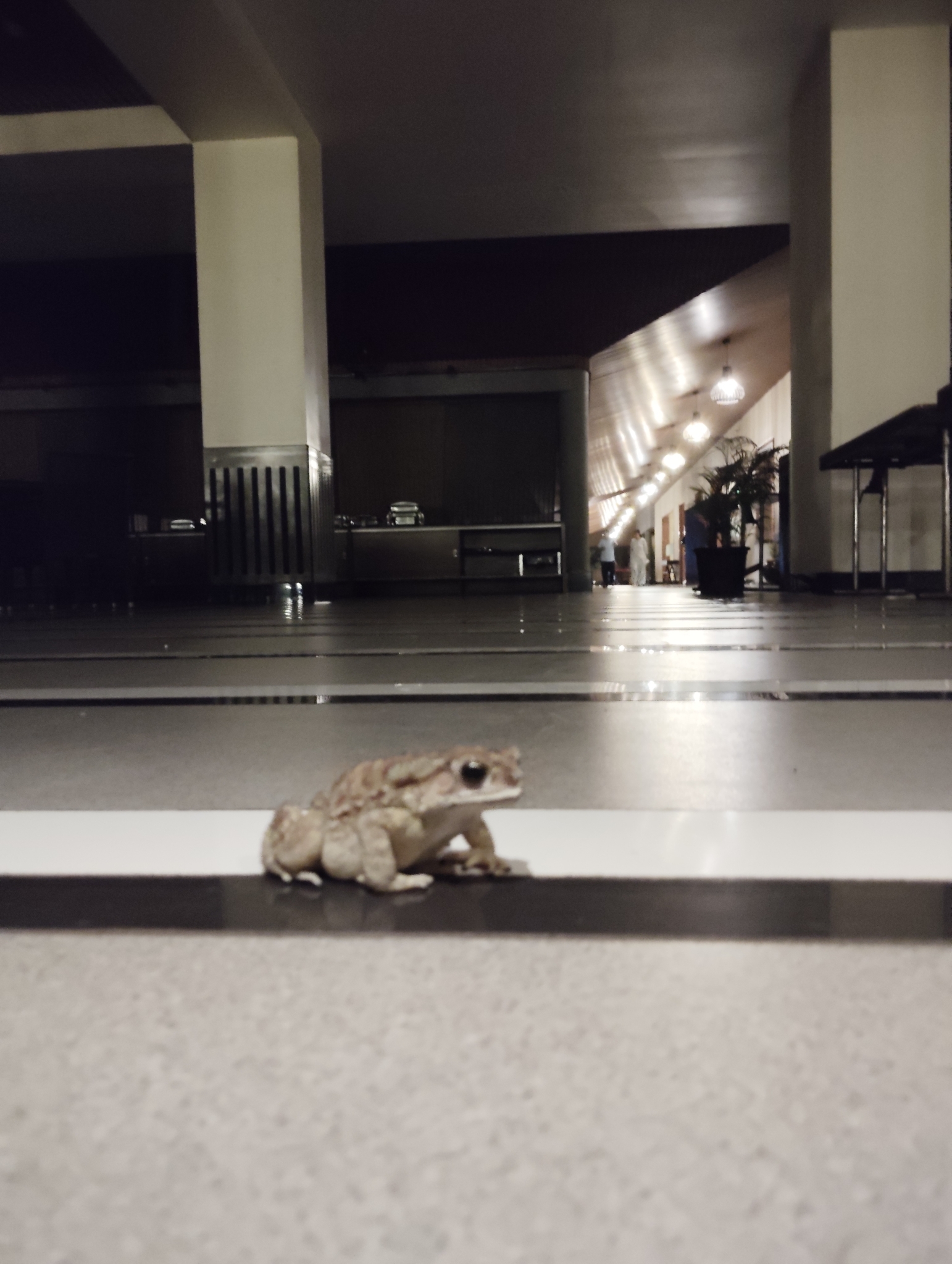 Indian Common True Toad
