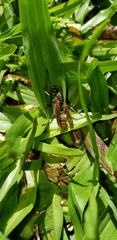 Polistes cinerascens