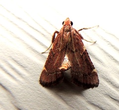 Hypsopygia intermedialis