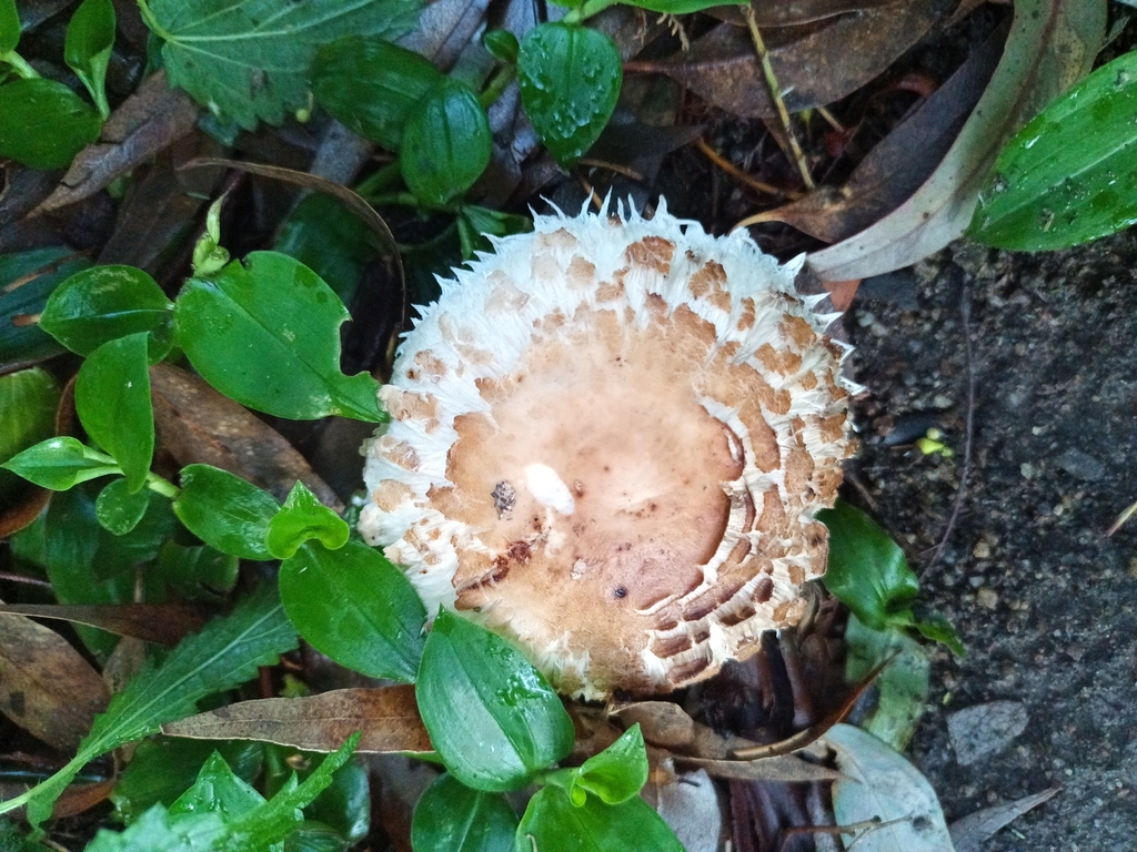 Chlorophyllum brunneum · June 2025 · photo: © evietchi (iNaturalist, cc-by-sa)