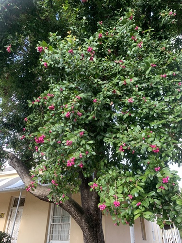 Syzygium australe