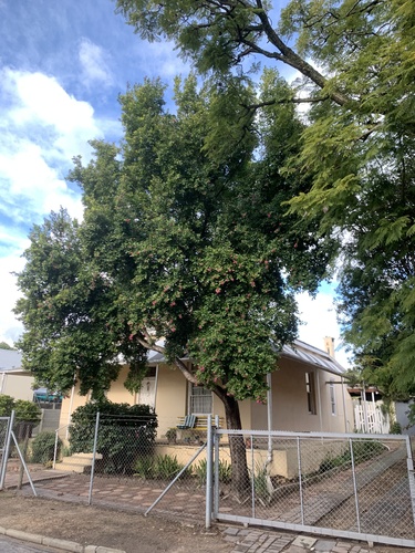 Syzygium australe