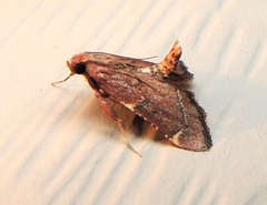 Hypsopygia intermedialis