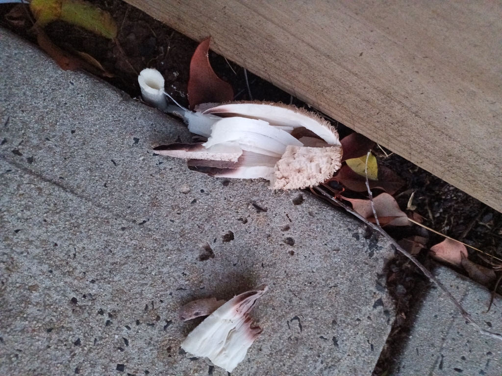 Coprinus comatus · June 2025 · photo: © evietchi (iNaturalist, cc-by-sa)