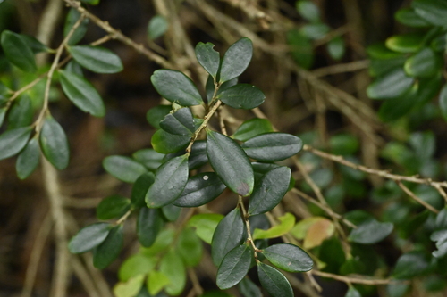 Vaccinium emarginatum, photograph 4