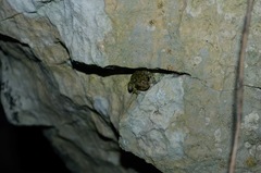 Eleutherodactylus flavescens