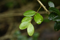 Vaccinium emarginatum, photograph (c) 曾昱承 Yu-Cheng Zeng, some rights reserved (CC BY)