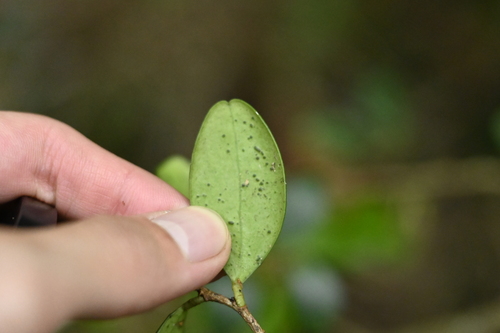 Vaccinium emarginatum, photograph 1