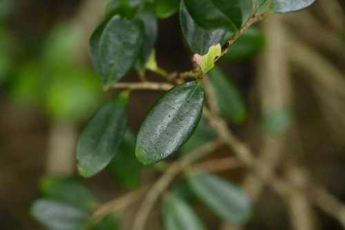 Vaccinium emarginatum, photograph 3
