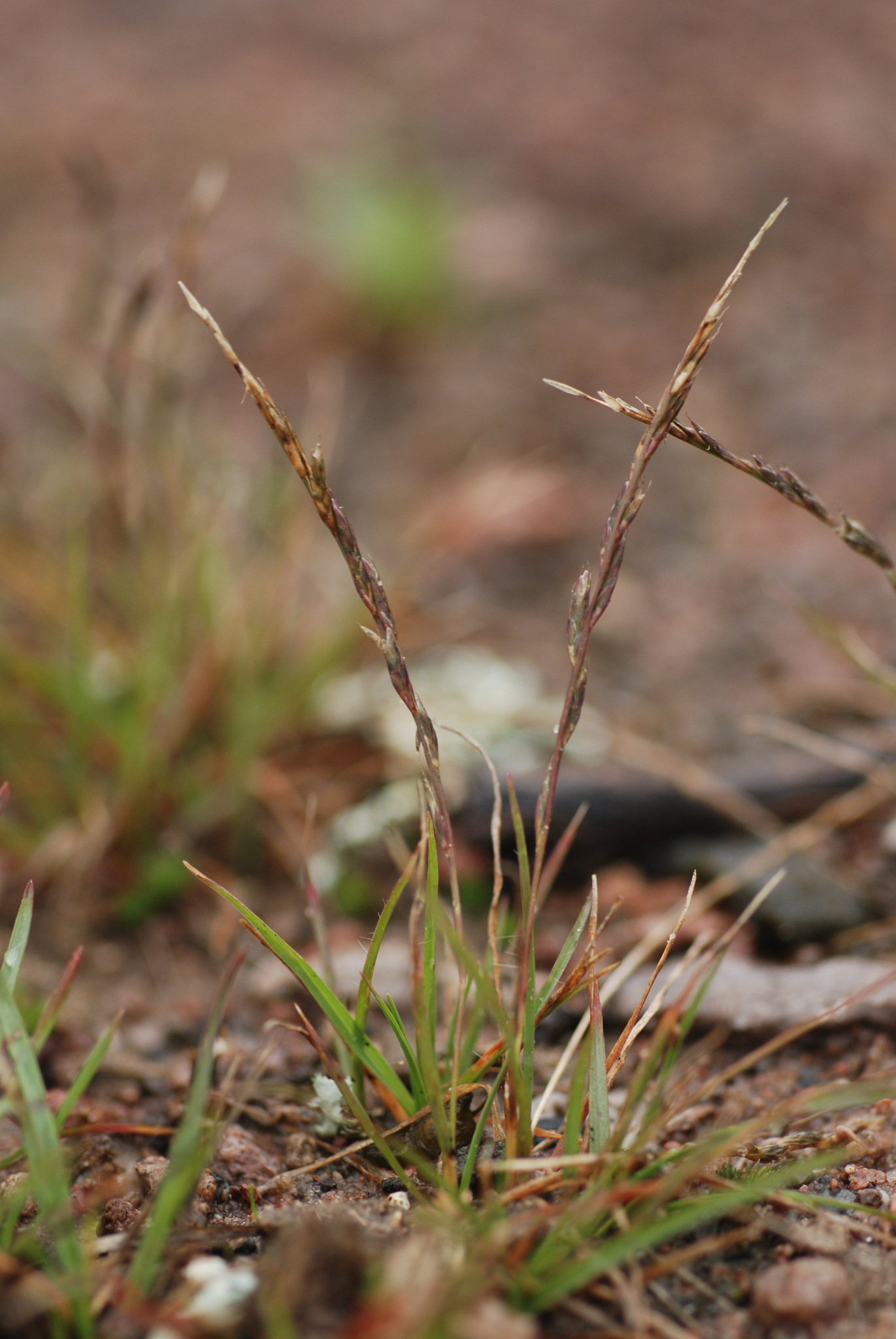 Tripogon