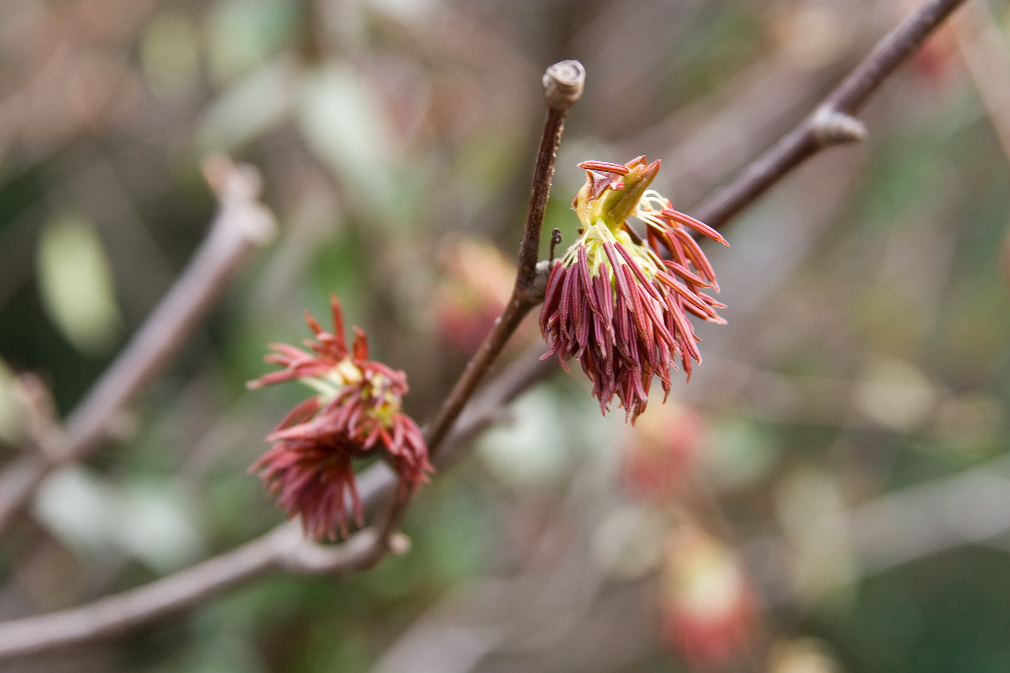 Eupteleaceae