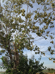 Populus fremontii fremontii