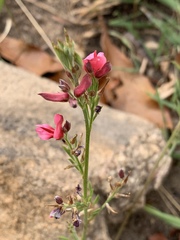 Indigofera hilaris