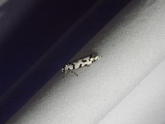 Ethmia eupostica
