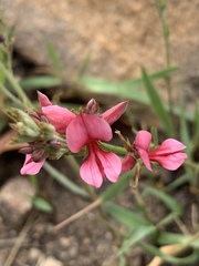 Indigofera hilaris