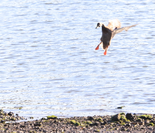 Mallard photographed in New York