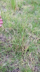 Lolium perenne perenne