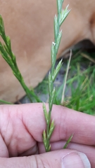 Lolium perenne perenne