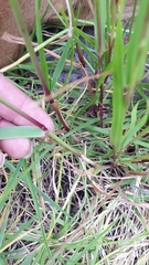 Lolium perenne perenne
