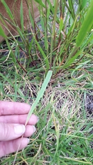 Lolium perenne perenne
