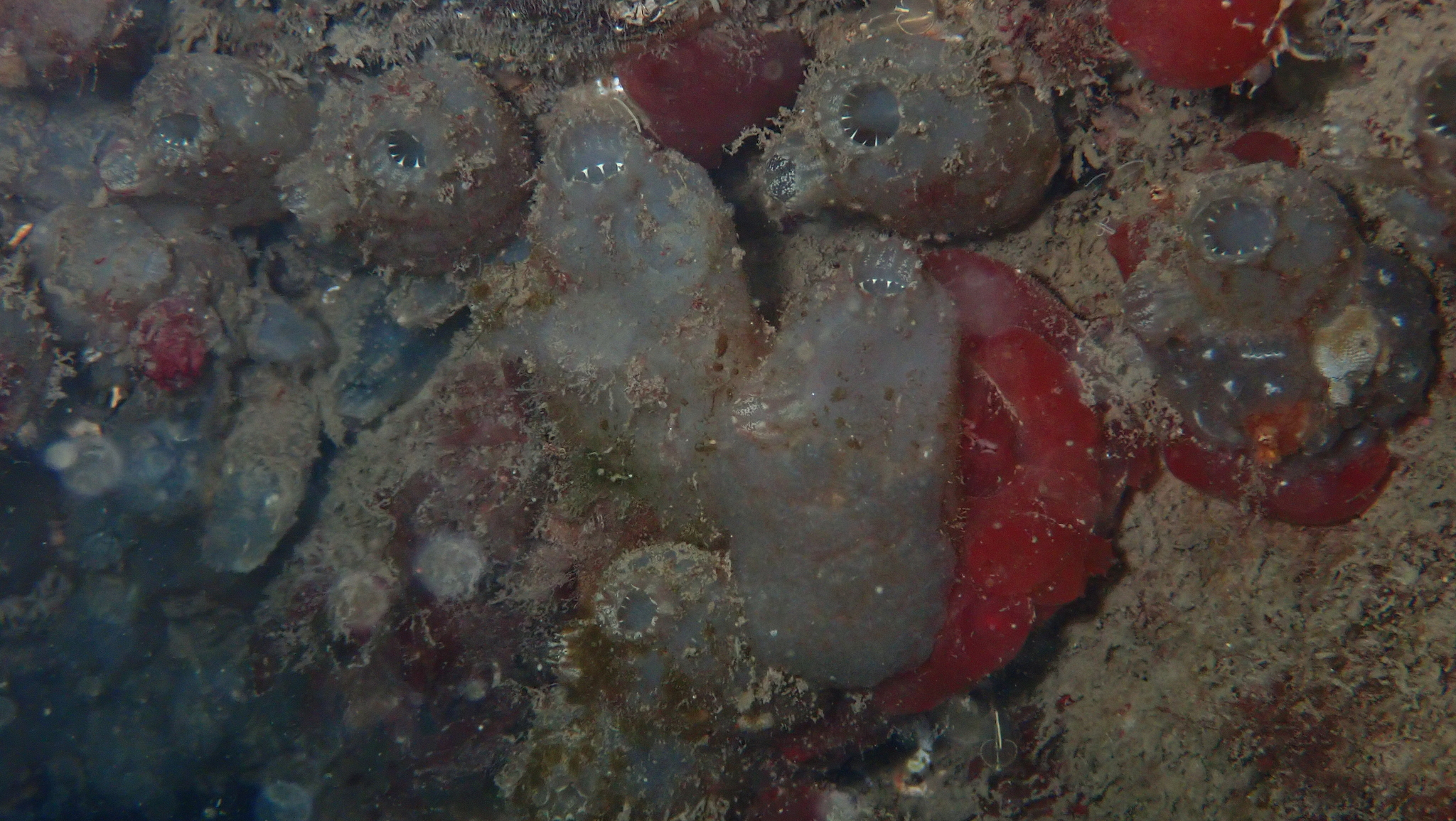 Ascidiella aspersa (Müller, 1776)