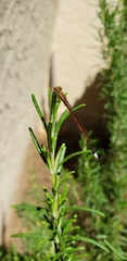 Oxyagrion terminale