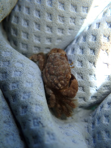 Pilodius areolatus observed 2025-06-08