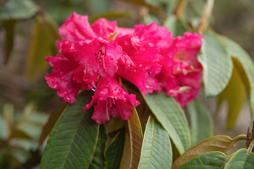 Rhododendron arboreum