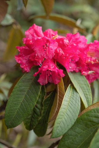 Rhododendron arboreum