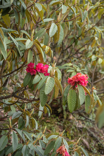 Rhododendron arboreum