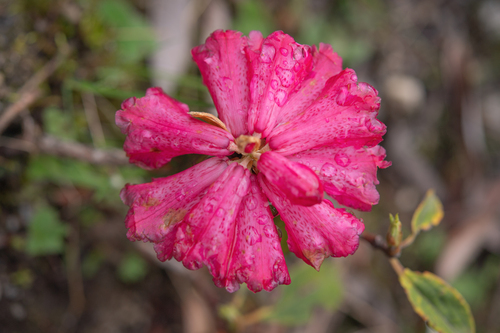 Rhododendron arboreum