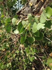 Populus fremontii fremontii