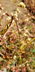 Oxyagrion terminale