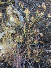 Cordylanthus eremicus eremicus