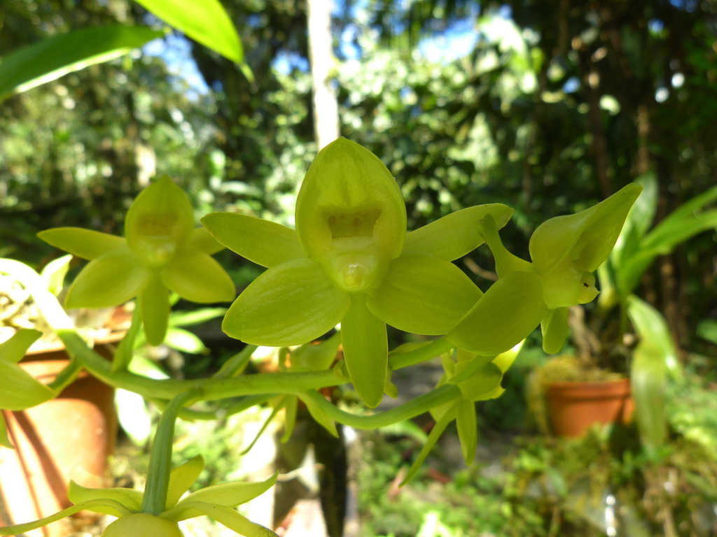 Dressleria fragrans