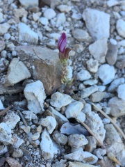 Cordylanthus eremicus eremicus