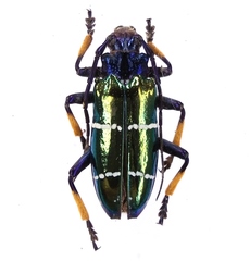 Sphingnotus mirabilis