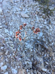 Eriogonum microtheca panamintense