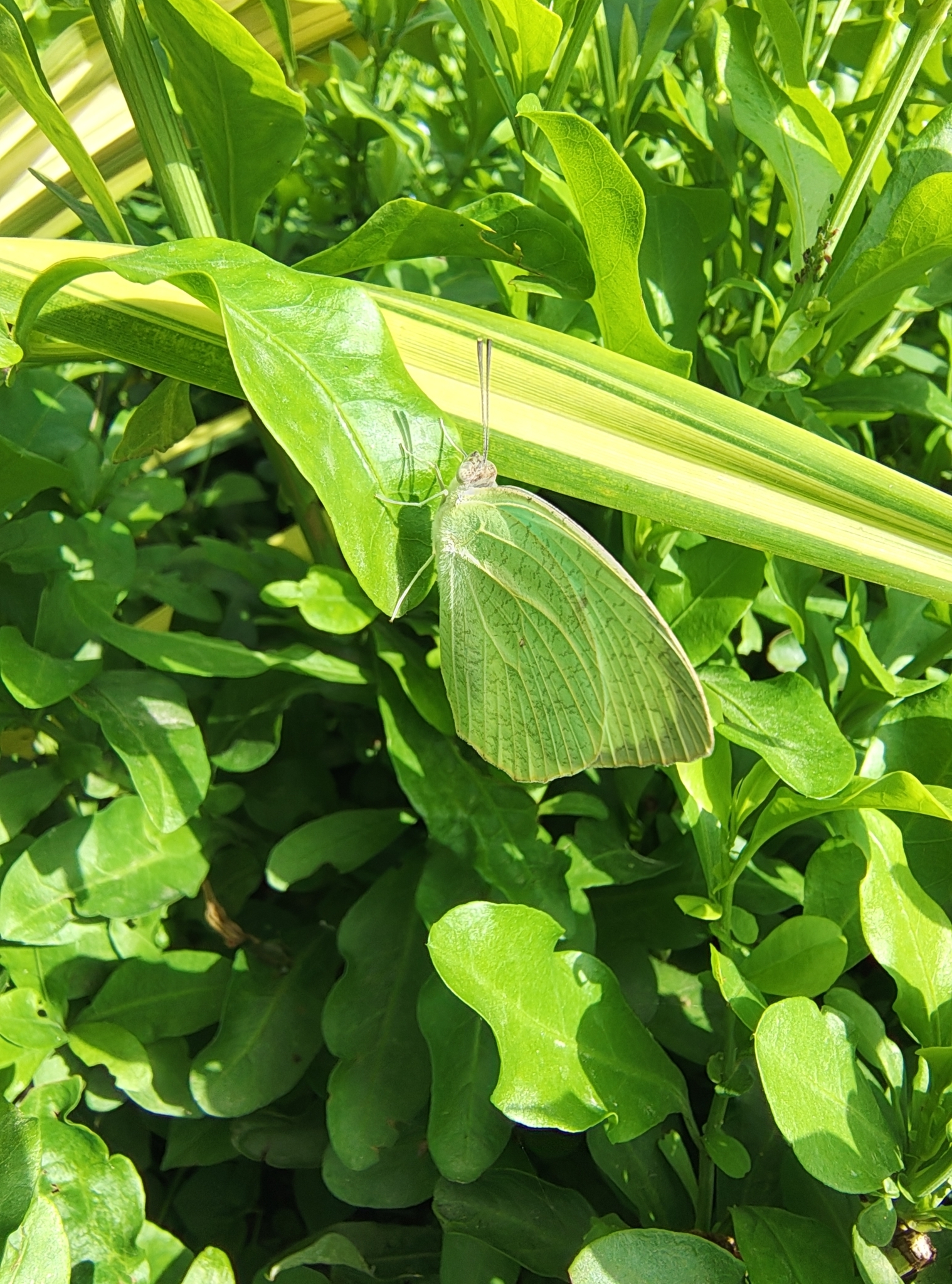 Mottled Emigrant