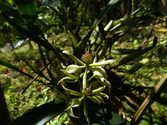 Prosthechea chimborazoensis