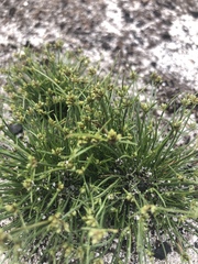 Isolepis antarctica