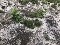 Isolepis antarctica