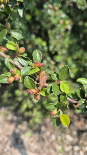 Cotoneaster divaricatus