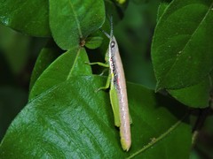 Neorthacris