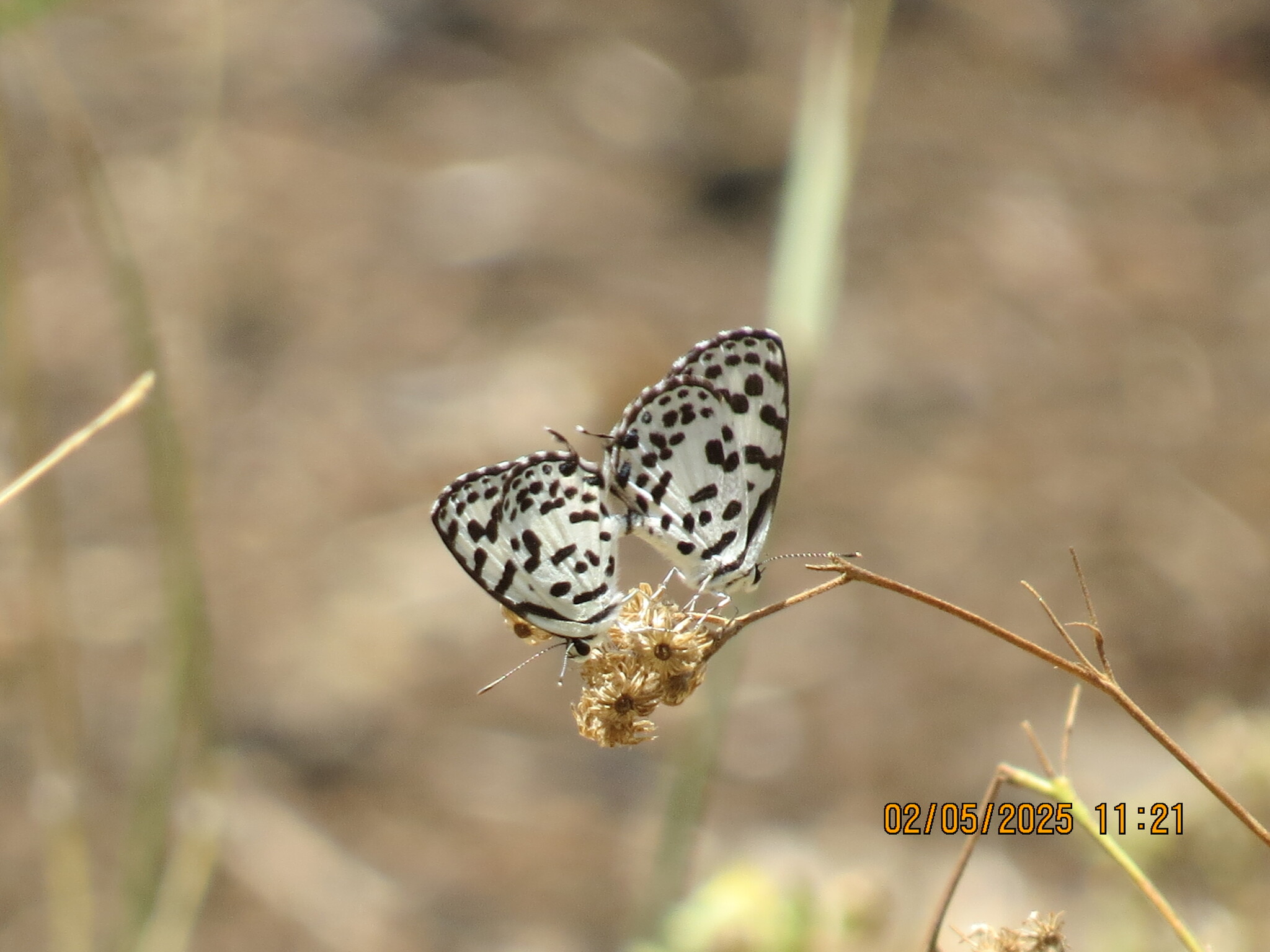 Common Pierrot