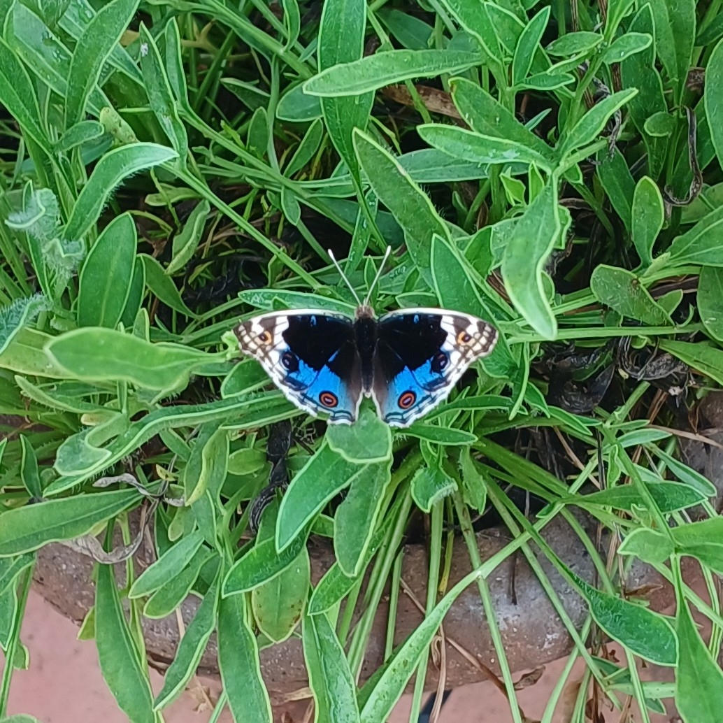 Blue Pansy