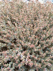 Euphorbia parishii