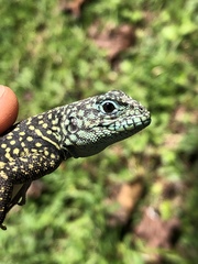 Uracentron flaviceps